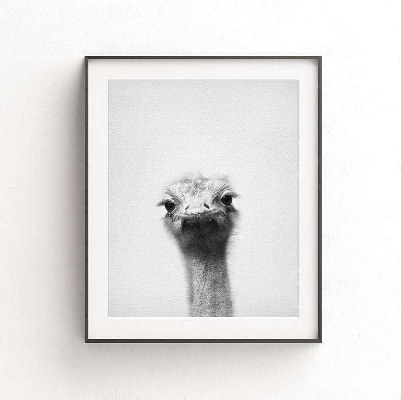 ostrich print nursery decor black white photo animal art 