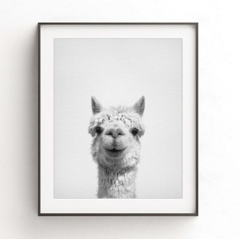 Alpaca Nursery Print Black White Animal Photo Artwork