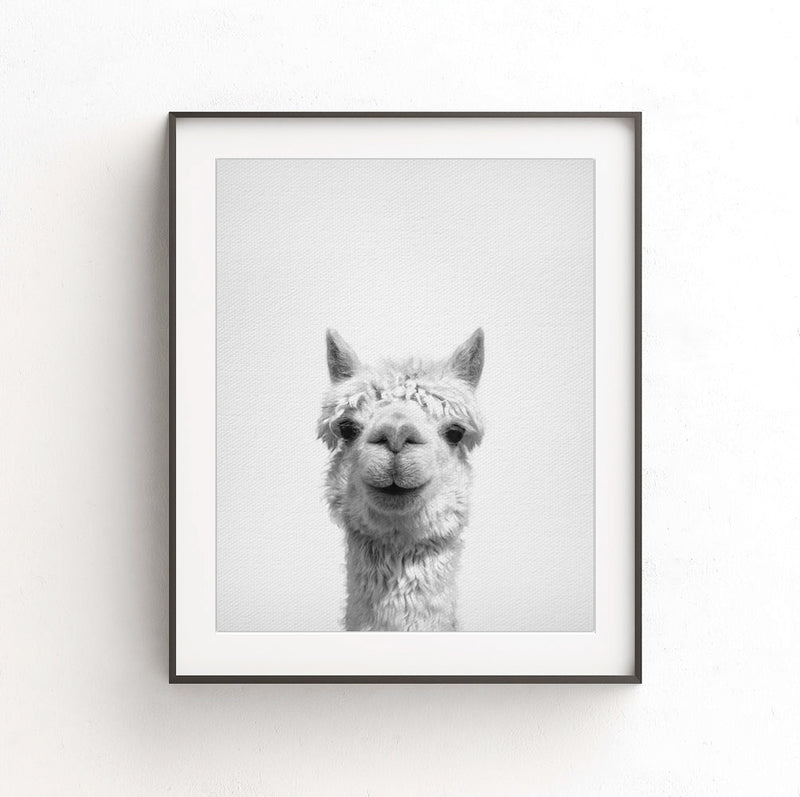 alpaca nursery digital print black white photo animal art download 
