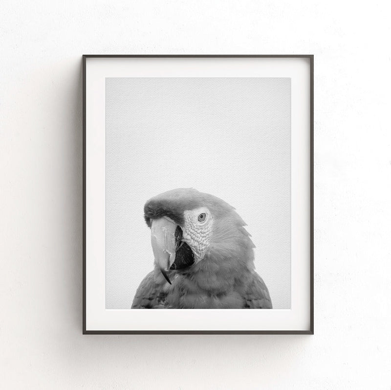 parrot instant digital download print bird